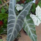 Alocasia longiloba Rare Home Flower Rare Live Plant - Plant for Your Home Garden