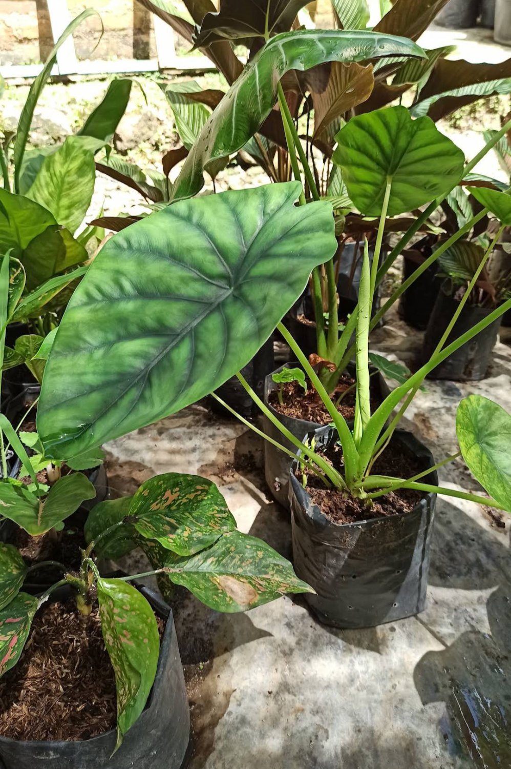 Alocasia &acirc;��Dragon Scale&acirc;�� Rare Home Flower Rare Live Plant - Plant for Your Home Garden