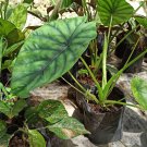 Alocasia ‘Dragon Scale’ Rare Home Flower Rare Live Plant - Plant for Your Home Garden