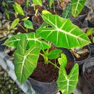 Frydek plant alocasia Rare Home Flower Rare Live Plant - Plant for Your Home Garden