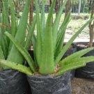 Aloe vera plant Rare Home Rare Live Plant - Plant for Your Home Garden