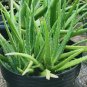 Aloe vera plant Rare Home Rare Live Plant - Plant for Your Home Garden
