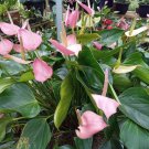 light pink anthurium lilli plant Rare Home Rare Live Plant - Plant for Your Home Garden