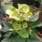 Vanilla Anthurium plant Rare Home Rare Live Plant - Plant for Your Home Garden