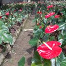 Anthurium Red Sensation plant Rare Home Rare Live Plant - Plant for Your Home Garden