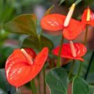 Neon Orange Anthurium plant Rare Home Rare Live Plant - Plant for Your Home Garden