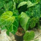 Anthurium crystallinum plant Rare Home Rare Live Plant - Plant for Your Home Garden