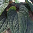 Anthurium Luxurians Dark plant Rare Home Rare Live Plant - Plant for Your Home Garden