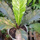 Anthurium Hookeri variegata plant Rare Home Rare Live Plant - Plant for Your Home Garden