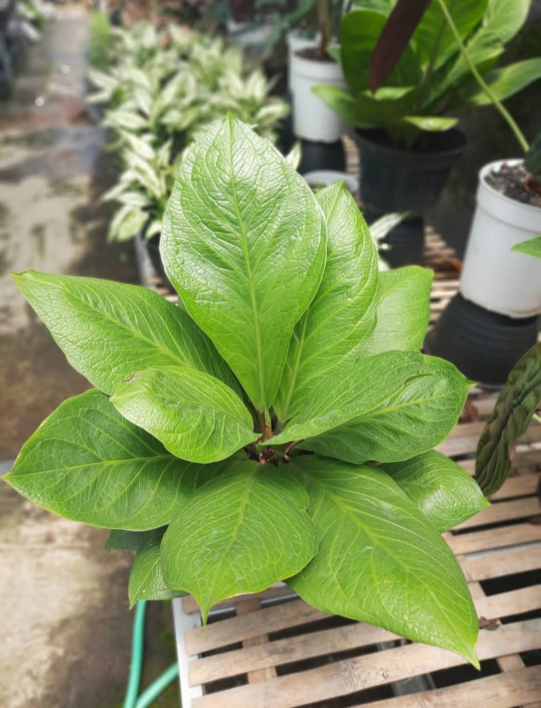 Anthurium Jenmanii plant Rare Home Rare Live Plant - Plant for Your Home  Garden