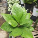 Anthurium Jenmanii plant Rare Home Rare Live Plant - Plant for Your Home Garden
