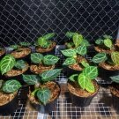 Anthurium "Red Crystallinum" plant Rare Home Rare Live Plant - Plant for Your Home Garden