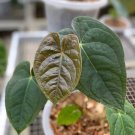 Anthurium Besseae x Luxurians plant Rare Home Rare Live Plant - Plant for Your Home Garden