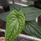 Anthurium Radicans x Luxurians plant Rare Home Rare Live Plant - Plant for Your Home Garden