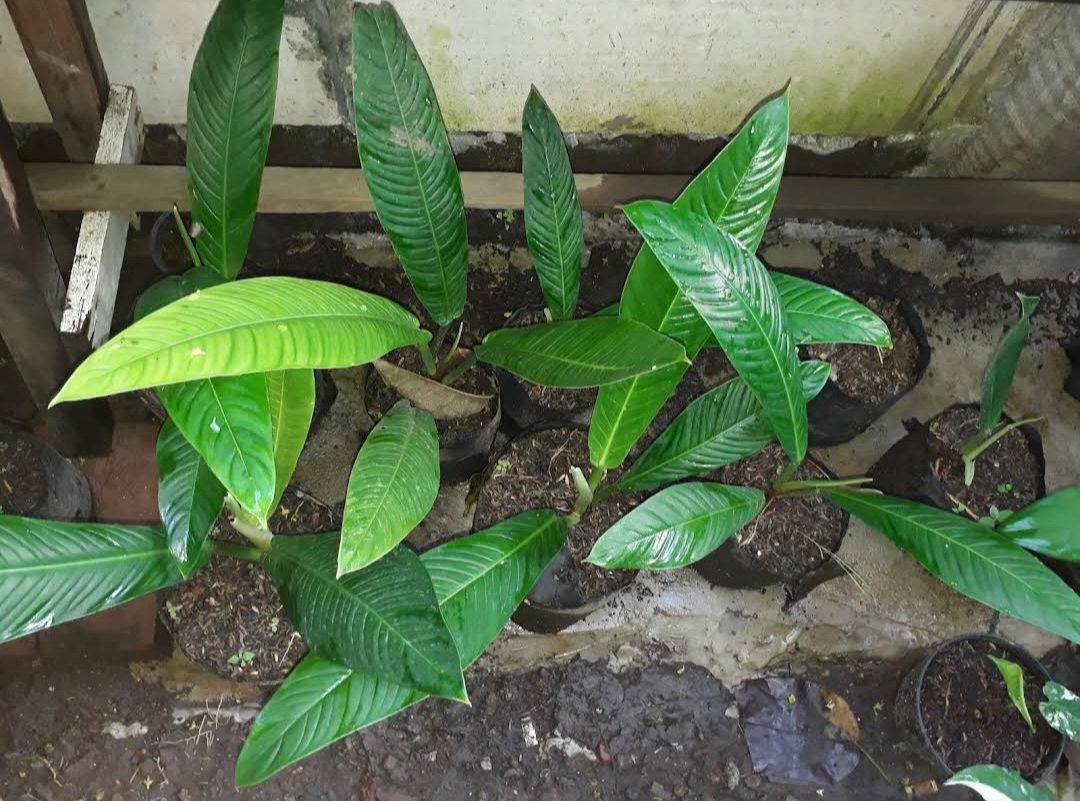 Philodendron Lynette plant Rare Home Rare Live Plant - Plant for Your Home Garden