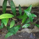 Philodendron Lynette plant Rare Home Rare Live Plant - Plant for Your Home Garden