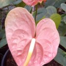 Anthurium pink Emma plant Rare Home Rare Live Plant - Plant for Your Home Garden