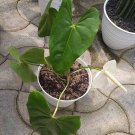 Anthurium Andraeanum plant Rare Home Rare Live Plant - Plant for Your Home Garden