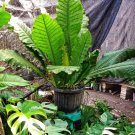 Anthurium Hookeri plant Rare Home Rare Live Plant - Plant for Your Home Garden