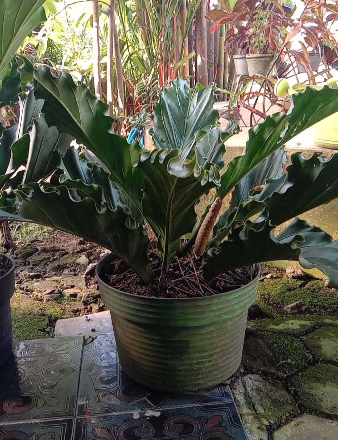 Anthurium Hookeri Birds Nest Cubense plant Rare Home Rare Live Plant ...