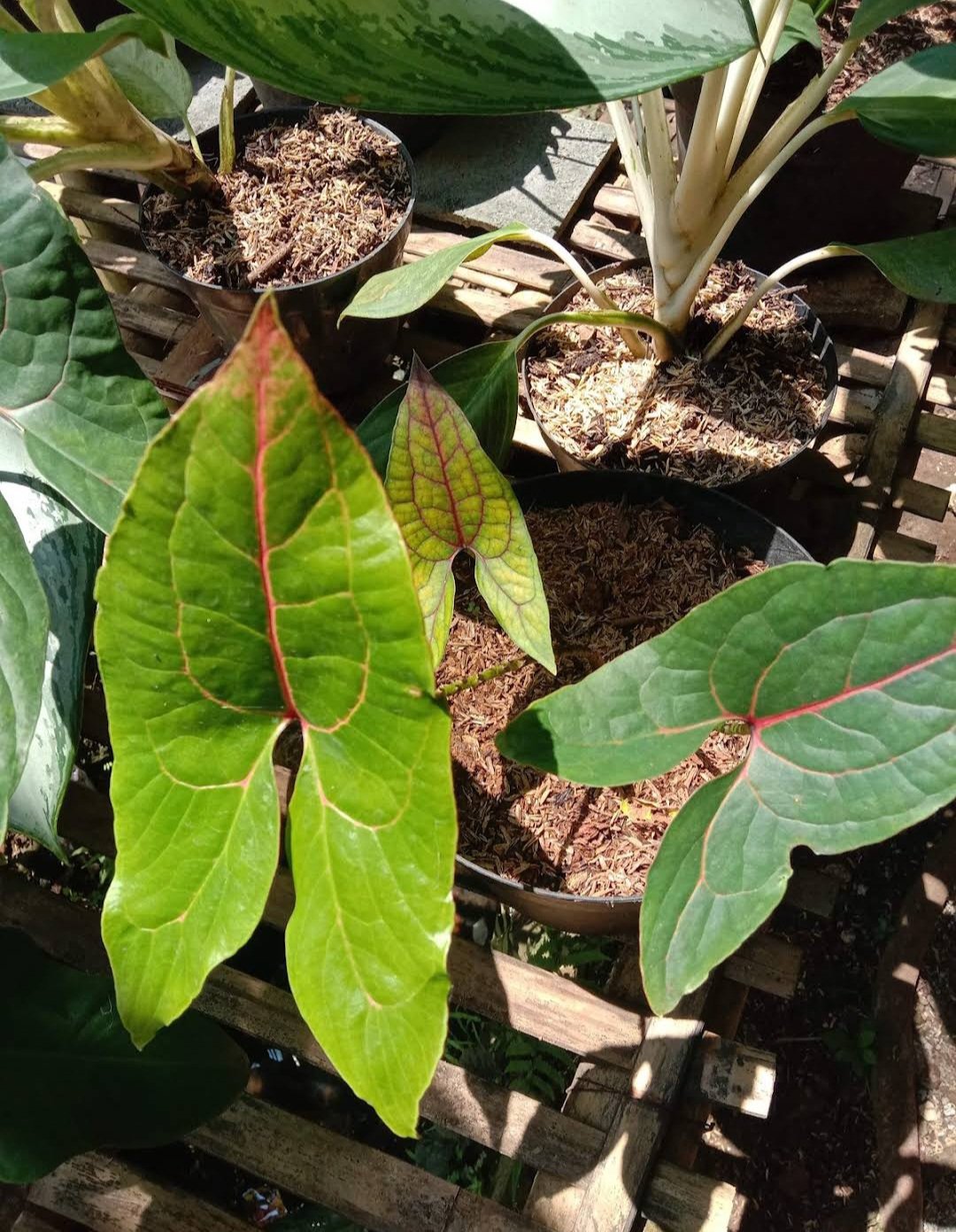 Cyrtosperma Johnstonii Alocasia Home Flower Rare Live Plant - Plant for Your Home Garden