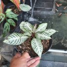 Aphelandra "Snowflake" Home Flower Rare Live Plant - Plant for Your Home Garden