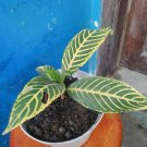 Zebra Plant Aphelandra Home Flower Rare Live Plant - Plant for Your Home Garden