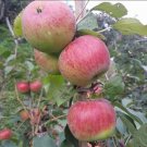 Gala Apple Tree Home Fruit Rare Live Plant - Plant for Your Home Garden