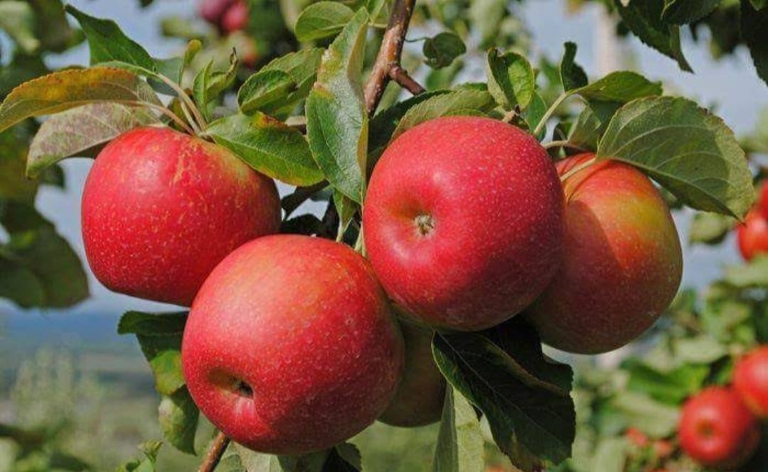 Fuji Apple Tree Home Fruit Rare Live Plant - Plant for Your Home Garden