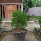 Thuja Occidentalis 'Douglasii Pyramidalis' Tree Home Rare Live Plant - Plant for Your Home Garden