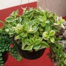 RED Baby Sun Rose Houseplants Home Rare Live Plant - Plant for Your Home Garden