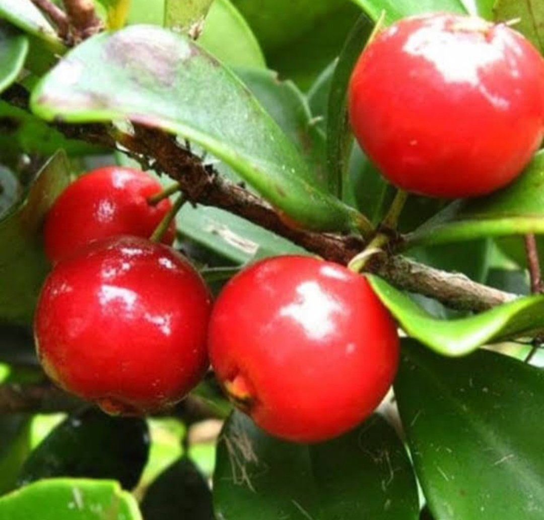 Barbados Cherry Tree "Acerola Cherry" Home Fruit Rare Live Plant - Plant for Your Home Garden