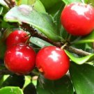 Barbados Cherry Tree "Acerola Cherry" Home Fruit Rare Live Plant - Plant for Your Home Garden