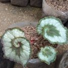 Rex Begonia escargot spiral Houseplants Home Rare Live Plant - Plant for Your Home Garden