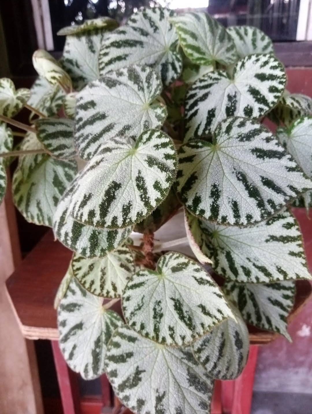 Rex Begonia Harmony&acirc;��s &acirc;��Silver Dollar&acirc;�� Home Rare Live Plant - Plant for Your Home Garden