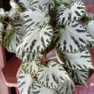 Rex Begonia Harmony’s ‘Silver Dollar’ Home Rare Live Plant - Plant for Your Home Garden