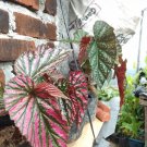 Begonia brevirimosa subsp. Exotica Home Rare Live Plant - Plant for Your Home Garden