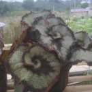 Begonia escargot Home Rare Live Plant - Plant for Your Home Garden