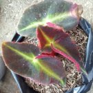 Begonia Listada Home Rare Live Plant - Plant for Your Home Garden