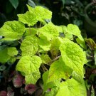 Begonia ‘Golden Lime’ Home Rare Live Plant - Plant for Your Home Garden