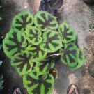 Begonia masoniana “iron cross” Home Rare Live Plant - Plant for Your Home Garden