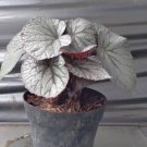 Rex Begonia 'Silver Dollar' Home Rare Live Plant - Plant for Your Home Garden