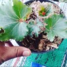 Begonia Immense Flower Home Rare Live Plant - Plant for Your Home Garden