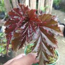 Begonia Linda Dawn Flower Home Rare Live Plant - Plant for Your Home Garden