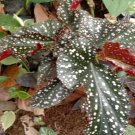 Begonia maculata Polka Dot Flower Home Rare Live Plant - Plant for Your Home Garden