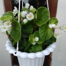 Begonia Grandis Alba White Flower Home Rare Live Plant - Plant for Your Home Garden