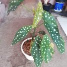 Begonia Maculata White Polka Dot Flower Home Rare Live Plant - Plant for Your Home Garden