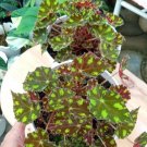 Begonia Tiger Paws Flower Home Rare Live Plant - Plant for Your Home Garden
