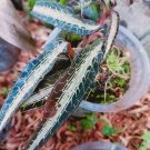 Jewel Orchid Goodyera pusilla Flower Home Rare Live Plant - Plant for Your Home Garden