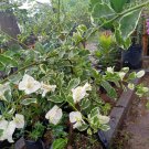 White Variegated Bougainvillea Flower Home Rare Live Plant - Plant for Your Home Garden